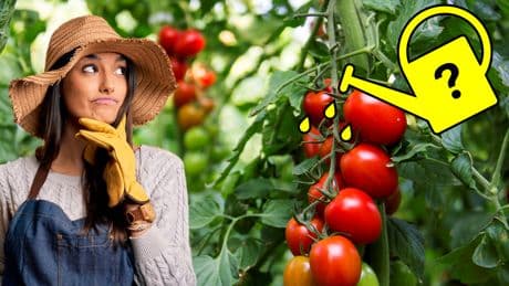 Perfekter Dünger: Zwei einfach Hausmittel lassen Ihre Tomaten üppig wachsen