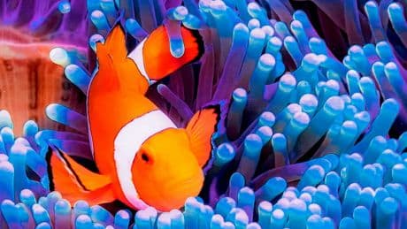 Comment les poissons communiquent par les sons