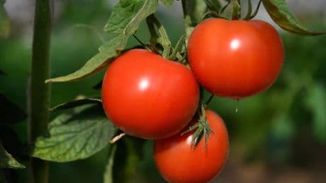 Chaleur, soleil... Malgré la météo, voici pourquoi il ne faut surtout planter vos tomates ce début mai