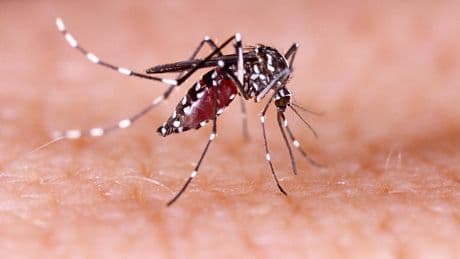 Coup dur pour Valneva, la pépite française des vaccins