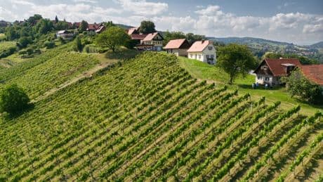 Weine von Langmann probiert: Ein Rosé namens Schilcher