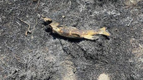 A fish fell from the sky and sparked a brush fire that knocked out power, officials say