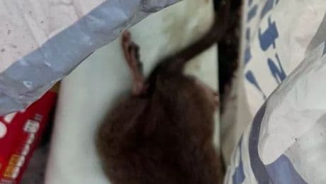 Scots mum 'can’t let kids out to play' after rats 'made toddler ill'