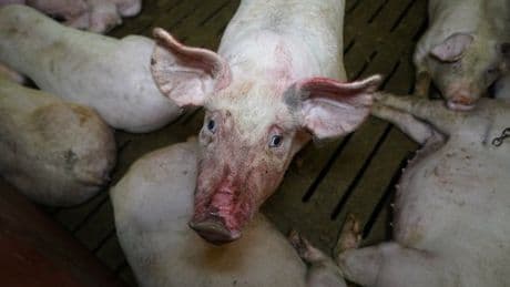 Secret camera footage exposes ‘botched killings of lame piglets’ at fattening farm