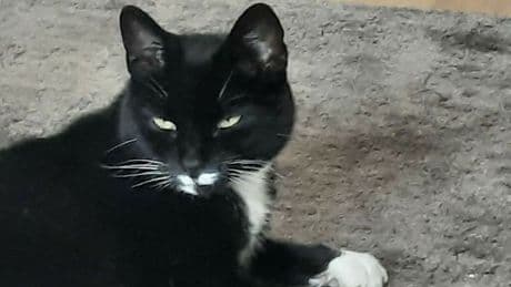 Vermiste kat na tien jaar weer thuis in Vlissingen