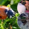 LADYBIRDS stop play! England cricket stars hit by a rare bug attack at Lord's against India - leaving Joe Root stranded