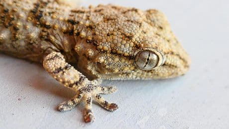 El Gecko, nuestro gran aliado del verano