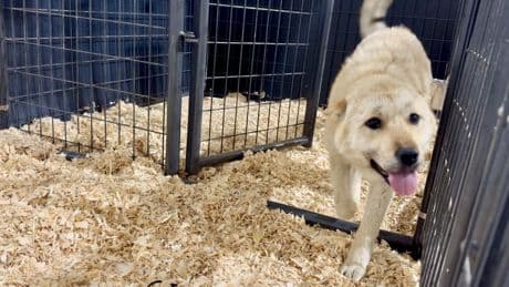 20 dogs rescued from meat farm in South Korea now safe in Canada