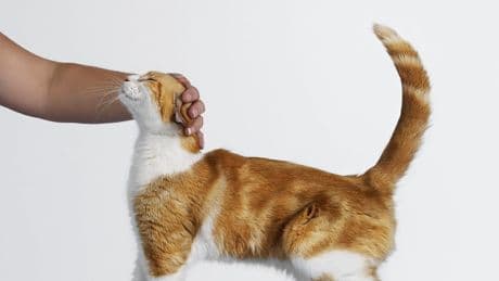 Weltkatzentag am 8. August - Was die Signale Ihrer Katze bedeuten