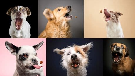 6 Fragen zur Zeckenschutz-Revolution - Warum alle Hunde heiß auf diese Kautablette sind
