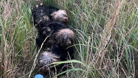 B244 bei Helmstedt: Vier ausgesetzte Hunde gefunden – ein Tier tot
