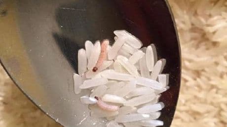 Ne kurt yanaşıyor ne de küf oluşuyor! Pirinçler uzun süre tazecik kalacak
