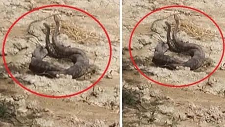 Hatay'da yılanların çiftleşme dansı kamerada
