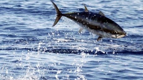 Los cimarrones ya están engordando en la jaula del mar de Getaria