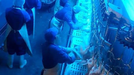 Tierschutz-Skandal in Wassertrüdingen: Die grausame erste Bilanz vom Hennen-Schlachthof