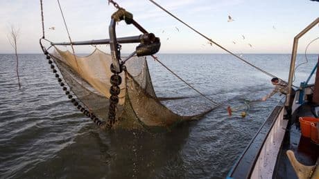 Nordsee-Nachwuchs fehlt: Die Sorge um das Aussterben der Krabbenfischer