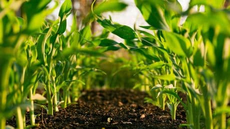 "Un miliardo destinato all'agricoltura"