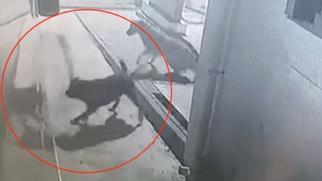 Kastamonu'da korku dolu anlar! Başıboş sokak köpekleri karavana saldırdı