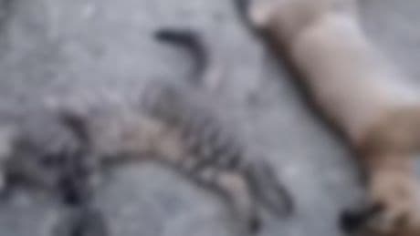 Yüksekova'da 10 köpek, 5 kedi ve 3 tilki ölüsü bulundu