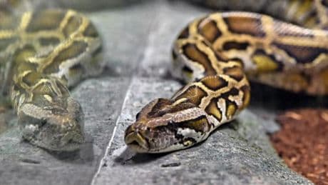 "Cela arrive régulièrement": dans le Val-d'Oise, un serpent découvert dans la cage d'escalier d'un immeuble