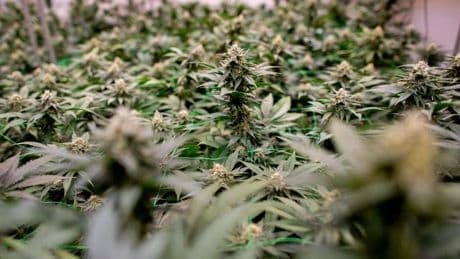Nicht genehmigte Plantage: Cannabisplantage bei Rostock entdeckt