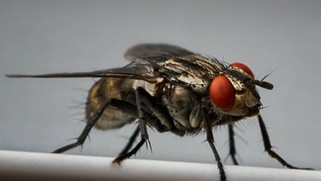 Simple trick to keep flies out of your house as UK enjoys mini-heatwave