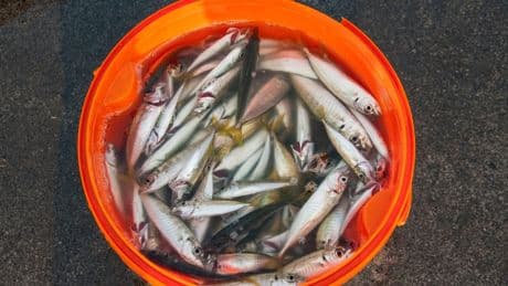 Fan swaps five kilos of semi-dried fish worth hundreds for ticket to watch Tottenham in Europa League semi-final