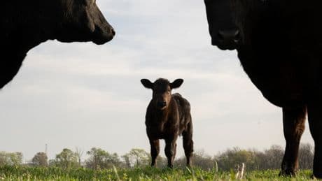 What Helped Clean Up Oklahoma Waters? Getting Cows to Use a Different Washroom.