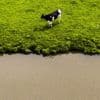 De Nederlandse waterkwaliteit blijft ook met extra maatregelen nog onvoldoende