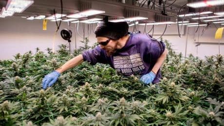 Cannabis: Fast 300 Cannabis-Clubs in Deutschland genehmigt