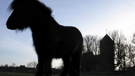 Man die zeker acht keer shetlandpony verkrachtte weer op vrije voeten