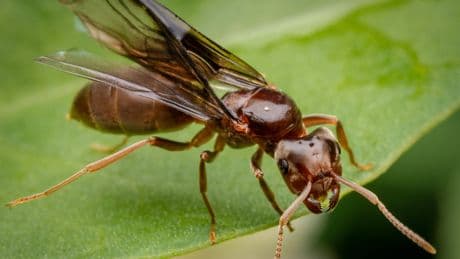 Invasion aus der Luft: Die besten Tipps gegen fliegende Ameisen
