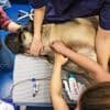 NVWA praat met dierenklinieken over inzet van onbevoegde diergeneeskundigen