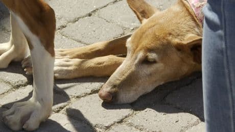 Más de 30 perros afectados por la DANA desfilan en busca de un hogar en Valencia: &quot;No pueden caer en el olvido&quot;