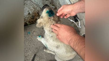 Zonguldak'ta bir erkek, yavru bir köpeği ısırdı