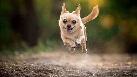 ADHS-Symptome bei Hunden: Forscher entwickeln Diagnostik