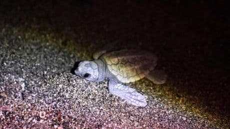 La schiusa delle uova di Caretta caretta a Sestri Levante: trentatré tartarughine hanno lasciato il nido