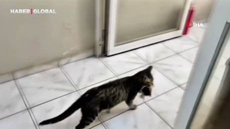 Yavrularını ağzıyla ofise taşıyan anne kedi yürekleri ısıttı
