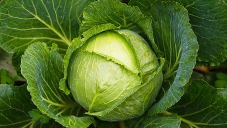 El ingrediente que no debe faltarte al hervir repollo para potenciar su sabor
