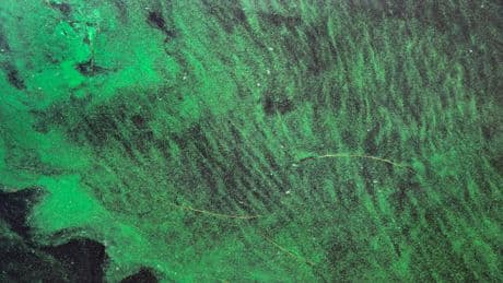 Why Americans who live near coastlines and lakefronts may face heightened ALS risk