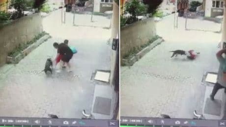 İstanbul'da pitbull dehşeti! 7 yaşındaki çocuğu zor kurtardılar