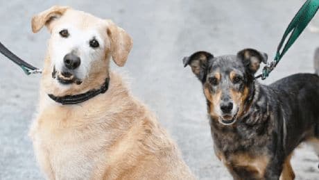 Berlin: Hundeduo sucht nach Todesfall neues Zuhause