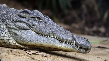 Florida'da dehşet: Kanosu devrildi, timsah saldırısına uğradı