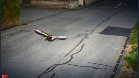 Speed camera catches a duck doing nearly double the limit twice in seven years