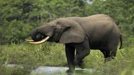 „Nicht akzeptabel“ – Deutsches Ministerium äußert sich zu Skandal bei African Parks