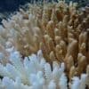 Klimawandel: Hitzestress: Rekord-Korallenbleiche vor Westaustralien