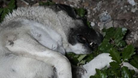 Bir ölü köpekler vakası daha!