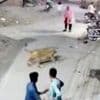 Watch: Moment pet lion pounces on woman in street