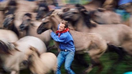 Tradition: Fang der Wildpferde im Merfelder Bruch