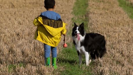 Las mascotas ya duplican a los niños en Europa